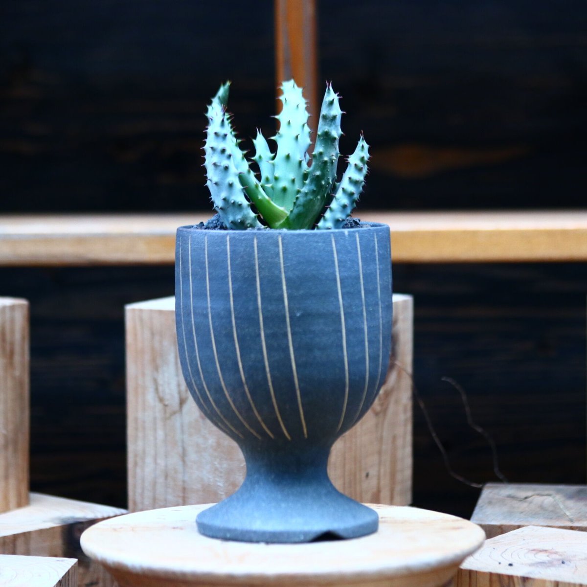 アロエ マルロシー(鬼切丸)/Aloe marlothii no.1226106 | アロエ マルロシー(鬼切丸)/Aloe marlothii no.1226106 |