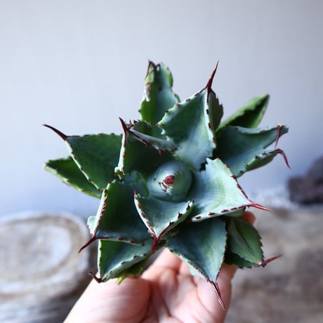 アガベ   キュービック　Agave potatorum f.monstrosa 'cubic'    no.111012