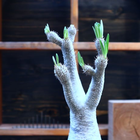 パキポディウム  イノピナツム／Pachypodium Inopinatum   no.80831