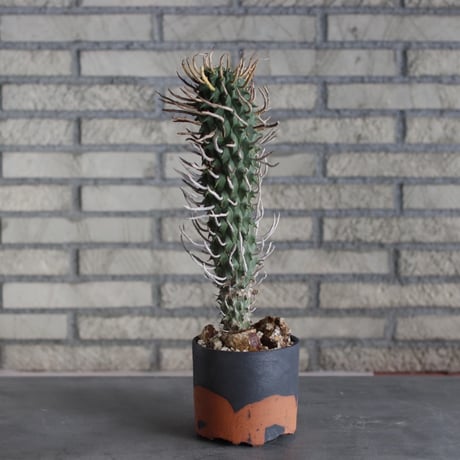 Euphorbia schoenlandii (闘牛角) × N/OH (4号)  no.510/5