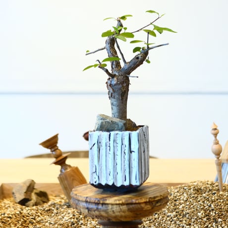 ブルセラ ファガロイデス / Bursera fagaroides   no.51402