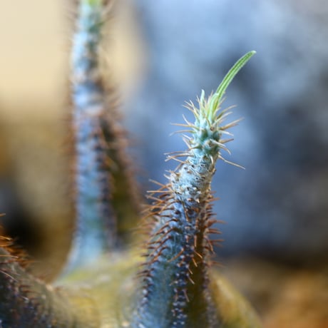 Pachypodium gracilius   no.32427