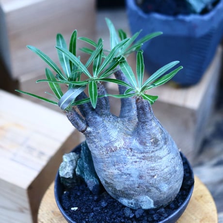 パキポディウム  グラキリス／Pachypodium  gracilius     no.100320