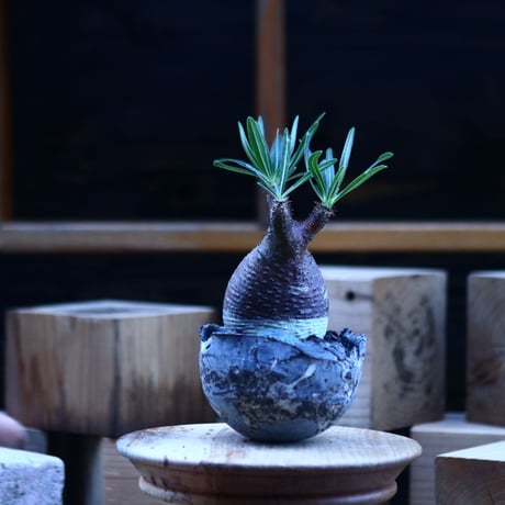 パキポディウム  グラキリス ／Pachypodium  gracilius     no.103159