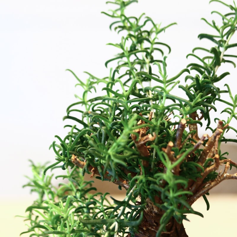 メストクレマ アルボリフォルメ / Mestoklema arboriforme no.43