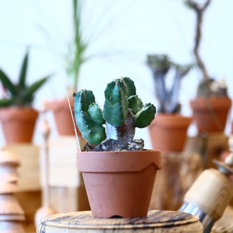 YAMABACHI × Euphorbia resinifera    no.100120