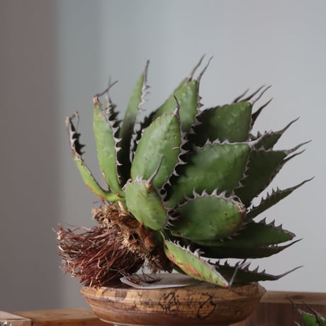 U.S. horrida (Agave horrida) / Style of Chika　no.1130-9