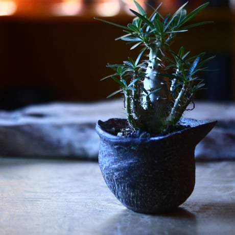 パキポディウム  カクチペス 実生  Pachypodium rosulatum var. cactipes　no.70528
