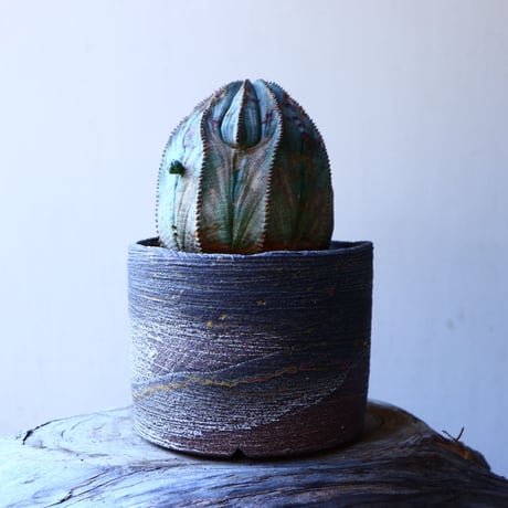 ユーフォルビア  オベサ    Euphorbia obesa　no.11920