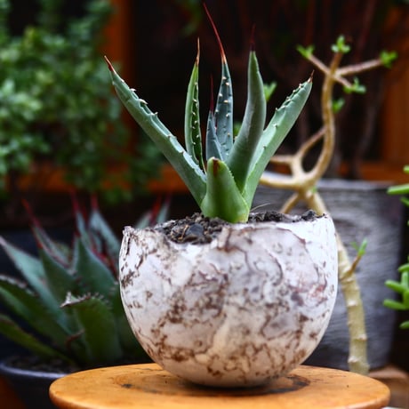 アガベ ユタエンシス ネバデンシス／Agave uthaensis var. nevadensis　no.91237