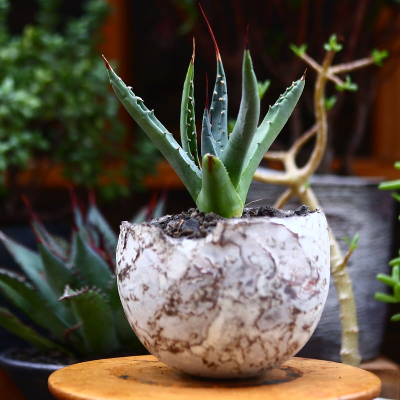 アガベ ネバデンシス 中川智治 陶芸家 中川智治 (@tomoharu.nakagawa