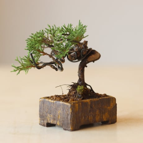 真柏 / YOSHIZAWA3-SHOHINBONSAI   no.223-21