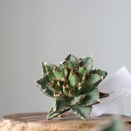 Agave titanota filigree Devil/ Style of Chika　no.42119