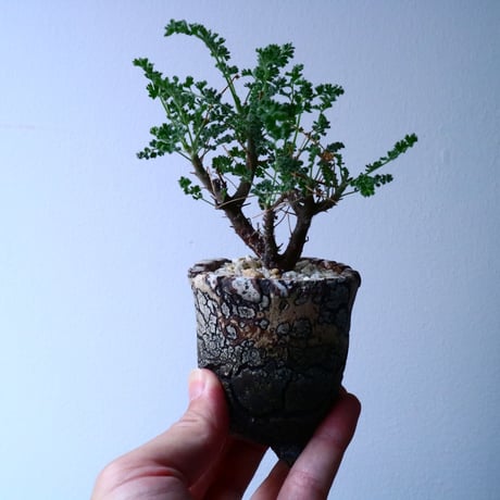 ペラルゴニム   アルテルナンス  Pelargonium alternans  No.035