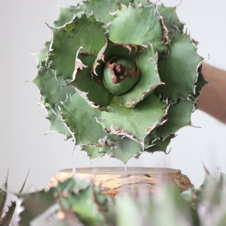 Agave titanota solareclipse / Style of Chika　no.42153