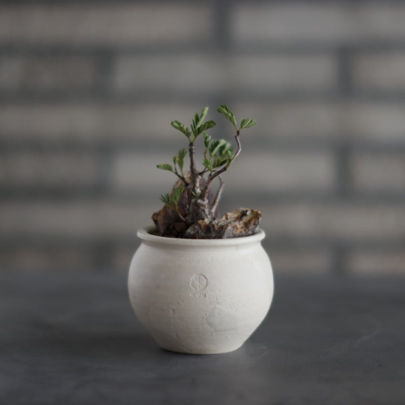 センナ メリディオナリス 現地株 発根済 陶器鉢のまま 塊根 コーデックス