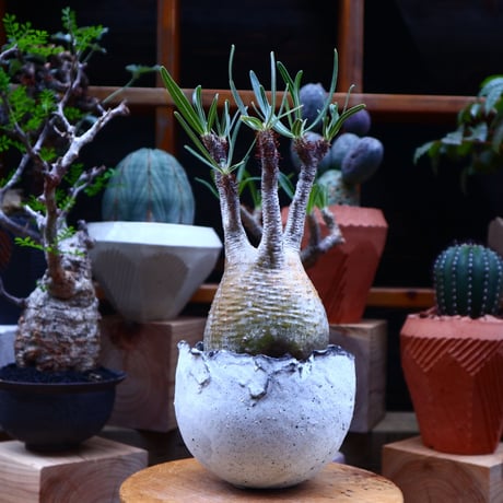 パキポディウム  グラキリス／Pachypodium  gracilius    no.71816
