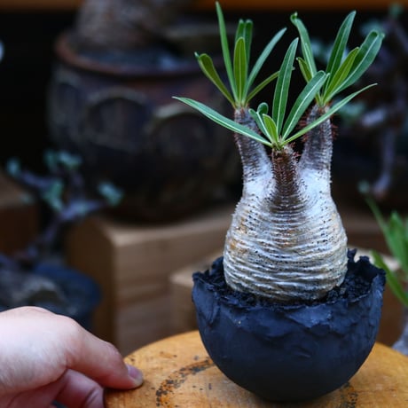パキポディウム  グラキリス／Pachypodium  gracilius       no.92644