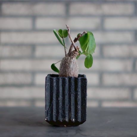 pseudobombax | STORES