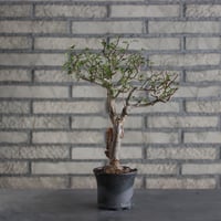 アズテキウム リッテリ 花籠 自根 Aztekium ritteri no.2281