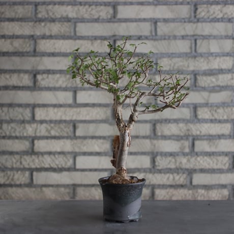 Bursera fagaroides × N/OH (4号)  no.524/5