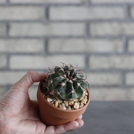 Discocactus gigantea × YAMABACHI (3号鉢)  no.614/20