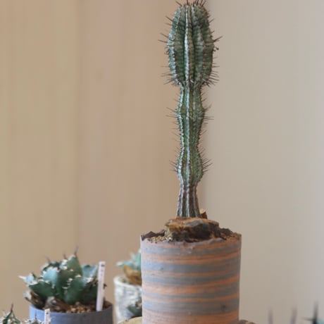 Euphorbia  horrida × N/OH    no.90144