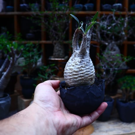 パキポディウム  グラキリス／Pachypodium  gracilius       no.81506