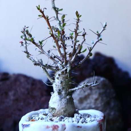 フォークイエリア  コルムナリス  観峰玉 Fouquieria columnari   no.32202