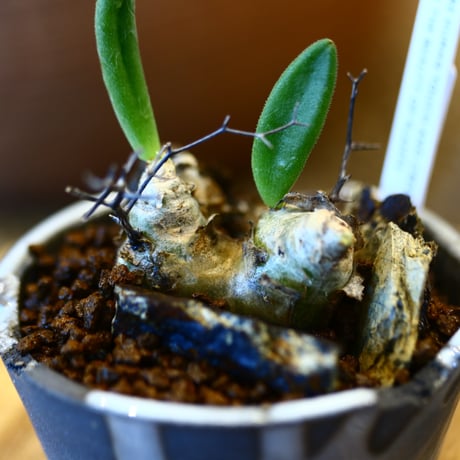 Tylecodon reticulate × N/OH  no.12108