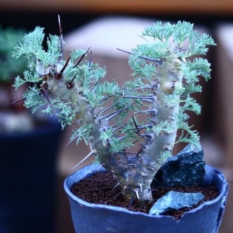 サルコカウロン  ヘレー／Sarcocaulon herrei     no.111434