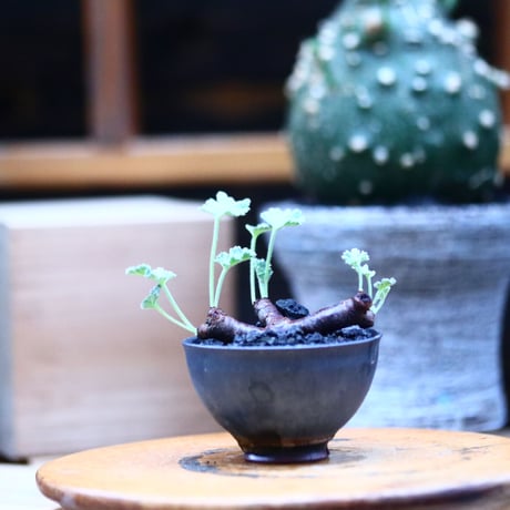 ペラルゴニム  ミラビレ／Pelargonium mirabile  　no.100336