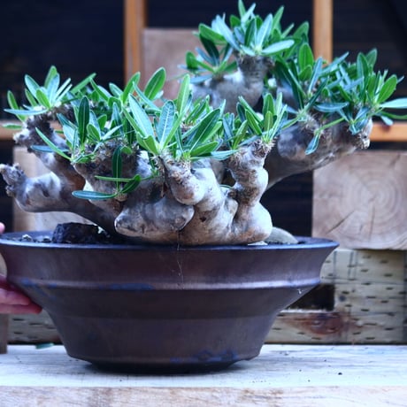 パキポディウム ブレビカリックス／Pachypodium densiflorum var. brevicalyx      no.82936