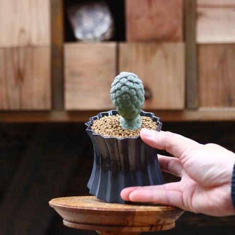 テフロカクタス  ゲオメトリクス ／Tephrocactus geometricus   no20523
