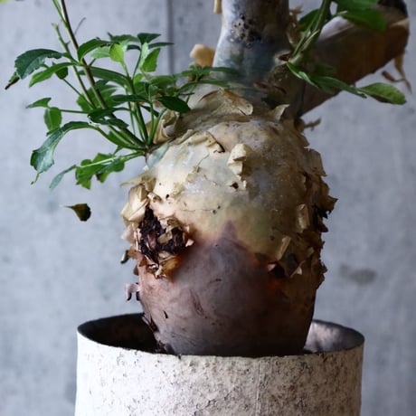 コミフォラ  カタフ     Commiphora kataf   no.022