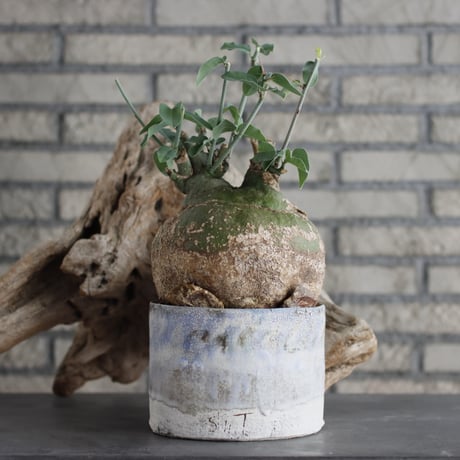 c*i様 ボスウェリア　ブラータ c*i様 ボスウェリア ブラータ ボスウェリア(Boswellia