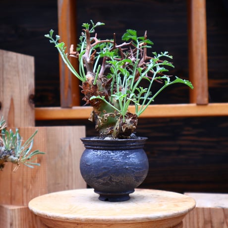 ペラルゴニウム  クリズミフォリウム／Pelargonium crithmifolium    no.42425