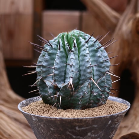 ユーフォルビア  ホリダ / Euphorbia  horrida     no.30524