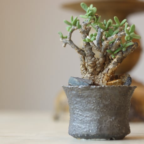 早い者勝ち特価！ 長期管理 現地球 ケラリア ピグマエア 中川智治 作家鉢 CATEGORY 2025/10/19 20:00~ | 芽の巣山