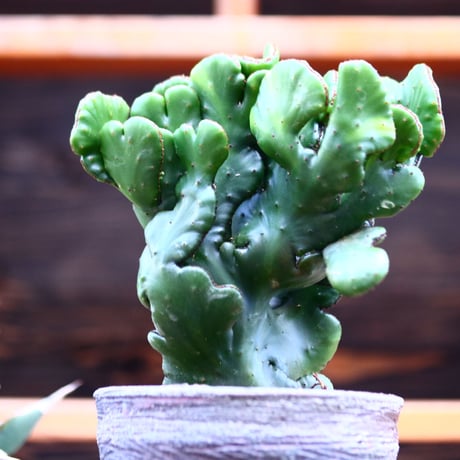 レウコデンドロン 綴化／Euphorbia leucodendron f. crist.   no.22028