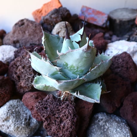アガベ ホワイトアイス   Agave titanota white ice   no.30842