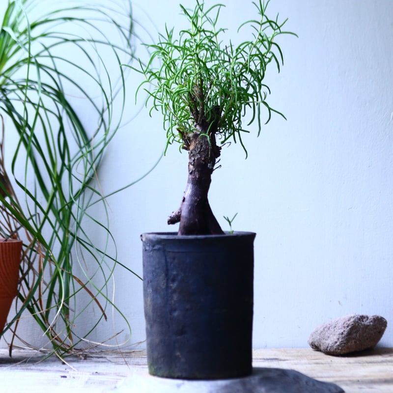 メストクレマ　ツベローサム　特大　発根済み メストクレマ ツベローサム 特大 発根済み メストクレマ ツベローサム