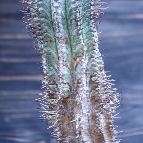 ユーフォルビア  ホリダ     Euphorbia  horrida     no.30730