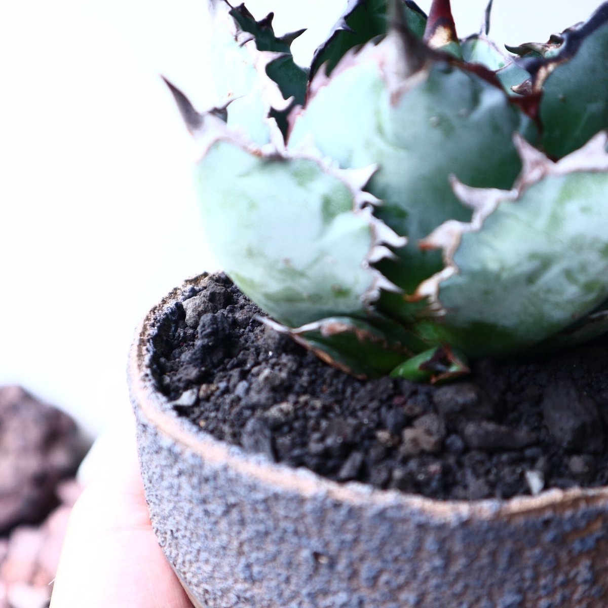 アガベ チタノタ ブラック＆ブルー Agave titanota black&bule