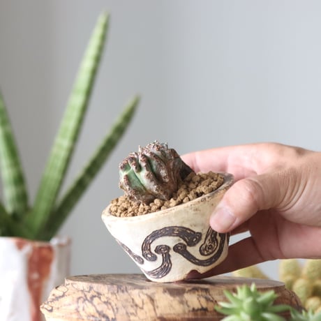Euphorbia horrida × Riko Otsuki   no.51905