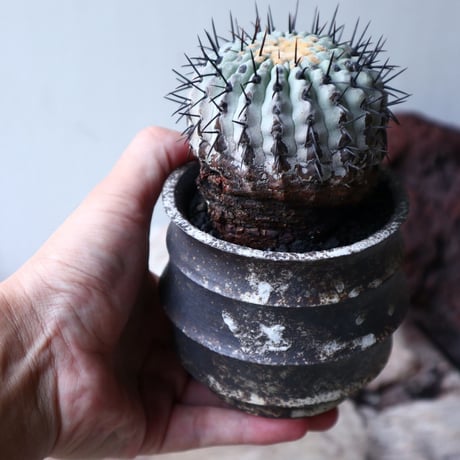 コピアポア 孤竜丸    Copiapoa cinerea var. columna-alba   no.90130