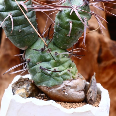 テフロカクタス シリンガカンタ / Tephrocactus articulatus v. syringacanthus    no.31205