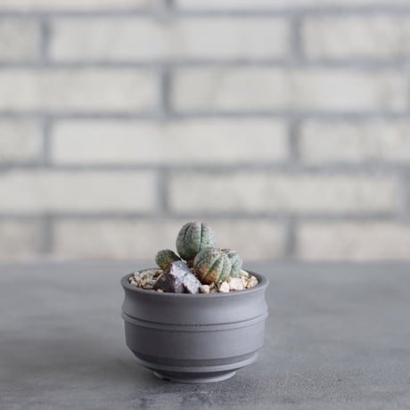 Euphorbia obesa  × takero pot (2.5号)  no.621/65