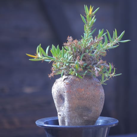 パキポディウム ビスピノーサム    Pachypodium bispinosum    no.20702