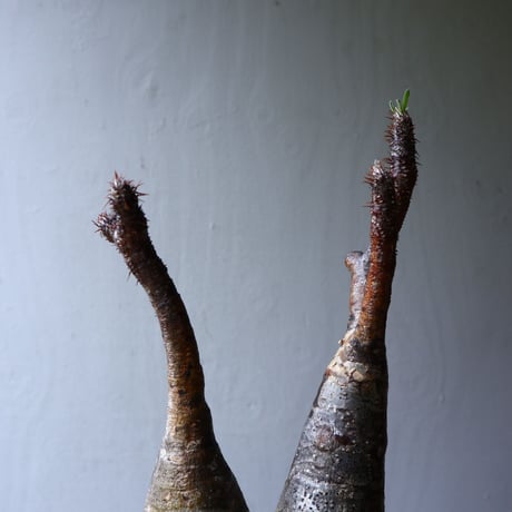 パキポディウム グラキリス 2頭 Pachypodium rosulatum var. gracilius no.70707